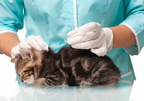 Вакцинация домашних животных. Вакцинация собак и кошек 06