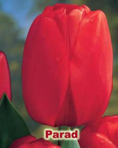 Когда можно сажать тюльпаны в горшок. Как посадить тюльпаны в домашних условиях?