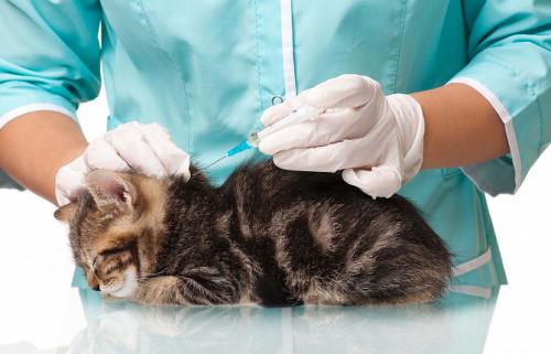 Вакцинация домашних животных. Вакцинация собак и кошек 01