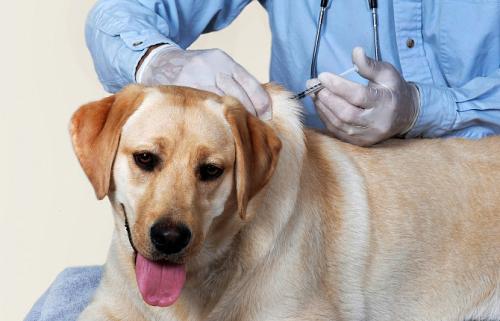 Вакцинация домашних животных. Вакцинация собак и кошек 02