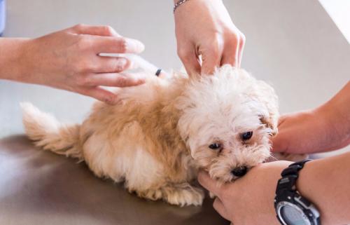 Вакцинация домашних животных. Вакцинация собак и кошек 03