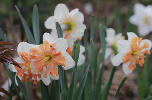Когда сажать тюльпаны и нарциссы весной. Правила для луковичных. Как и когда высаживать тюльпаны и нарциссы