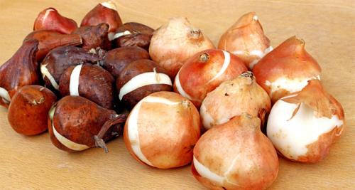 Посадка тюльпанов в ноябре. Посадка тюльпанов осенью под зиму – сроки и особенности посадки