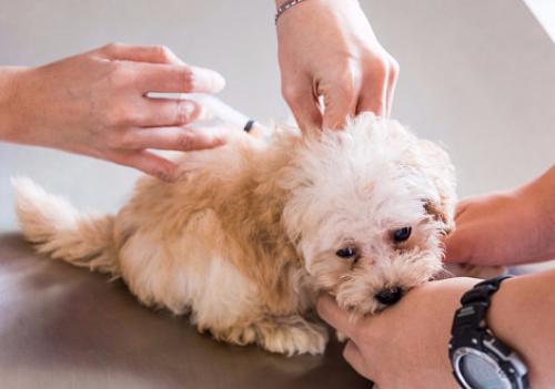 Вакцинация домашних животных. Вакцинация собак и кошек 08