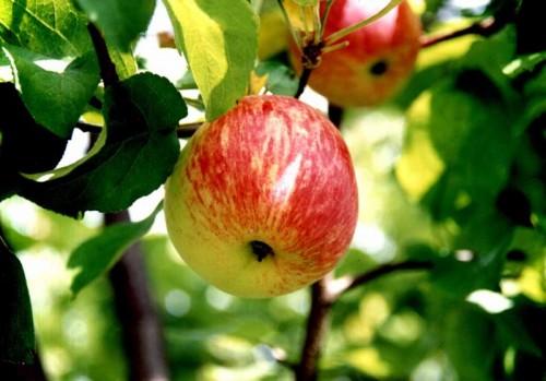 Старые сорта летних яблонь. Старинные сорта яблони