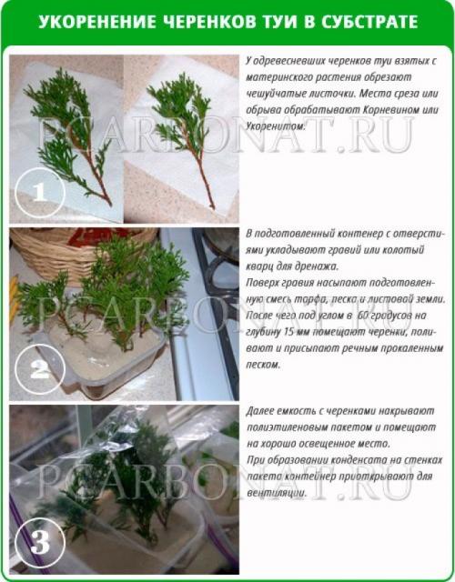 Как самостоятельно вырастить тую из семян. Выращивание туи семенами 06
