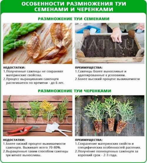 Как самостоятельно вырастить тую из семян. Выращивание туи семенами 08