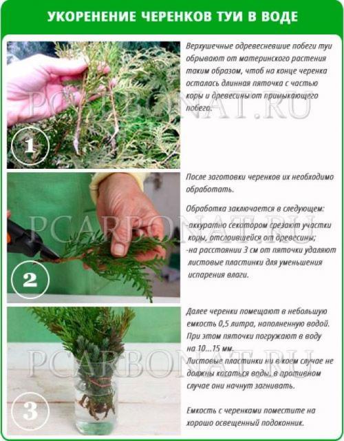 Как самостоятельно вырастить тую из семян. Выращивание туи семенами 05