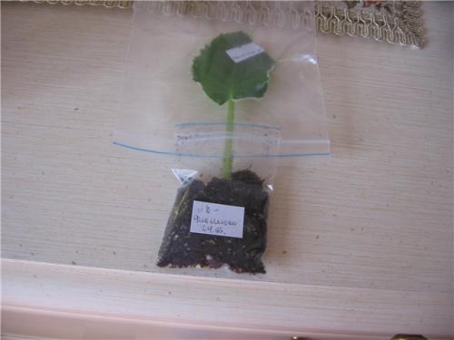 Как правильно ухаживать за комнатными растениями. Что нужно для ухода за комнатными растениями: почва для выращивания 09 Как правильно ухаживать за комнатными растениями. Что нужно для ухода за комнатными растениями: почва для выращивания 09