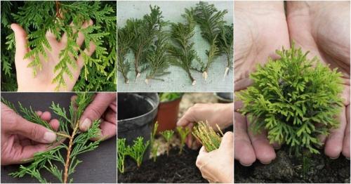 Как самостоятельно вырастить тую из семян. Выращивание туи семенами 04