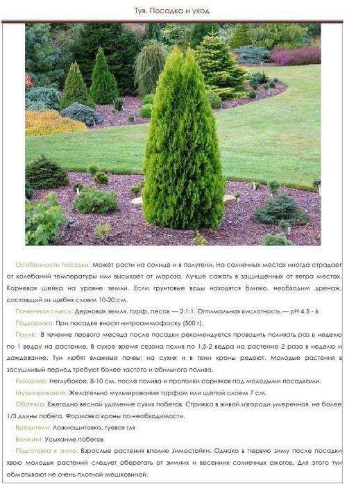 Как самостоятельно вырастить тую из семян. Выращивание туи семенами 10