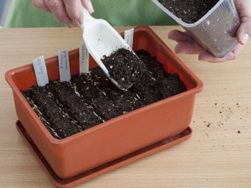 Как правильно ухаживать за комнатными растениями. Что нужно для ухода за комнатными растениями: почва для выращивания