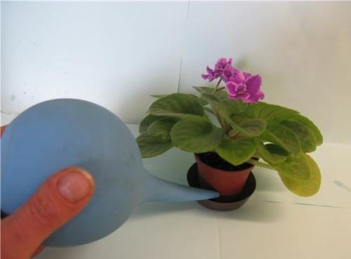 Как правильно ухаживать за комнатными растениями. Что нужно для ухода за комнатными растениями: почва для выращивания 12 Как правильно ухаживать за комнатными растениями. Что нужно для ухода за комнатными растениями: почва для выращивания 12