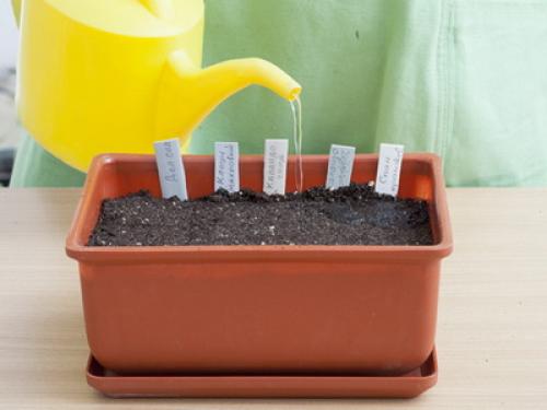 Как правильно ухаживать за комнатными растениями. Что нужно для ухода за комнатными растениями: почва для выращивания