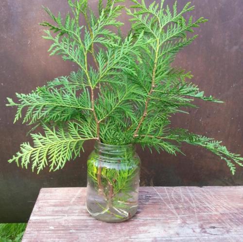 Как вырастить тую из веточки. Разводим дома хвойники быстро и легко —, как вырастить тую из веточки