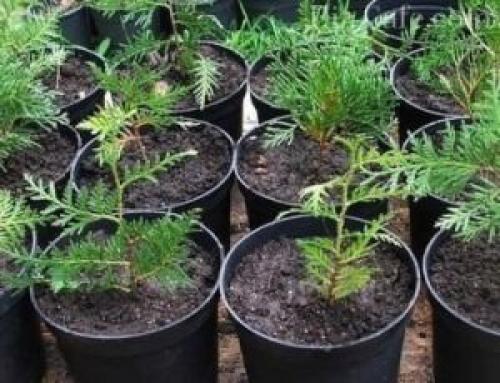 Как самостоятельно вырастить тую из семян. Выращивание туи семенами