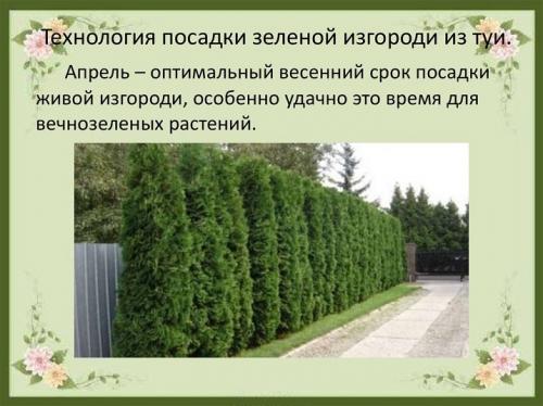 Как самостоятельно вырастить тую из семян. Выращивание туи семенами 09