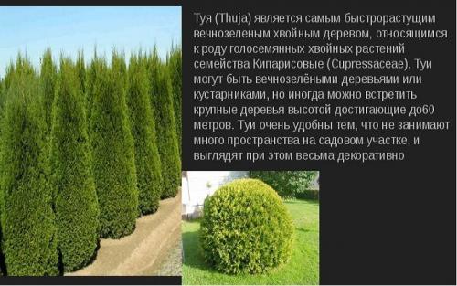 Как самостоятельно вырастить тую из семян. Выращивание туи семенами 03