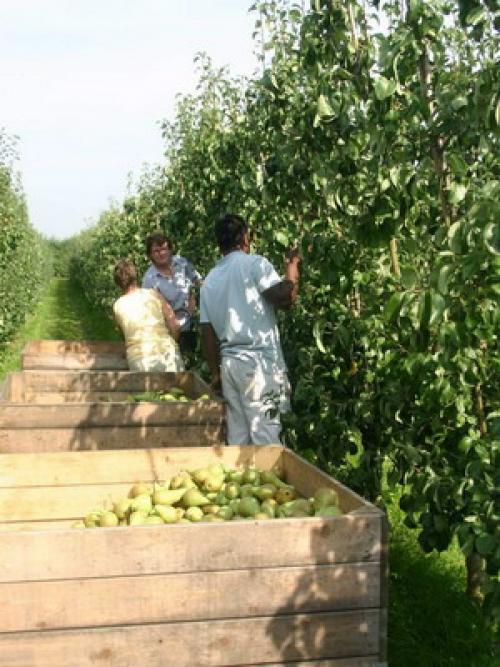 Работы в саду в августе. Август – месяц урожая: собираем плоды в саду