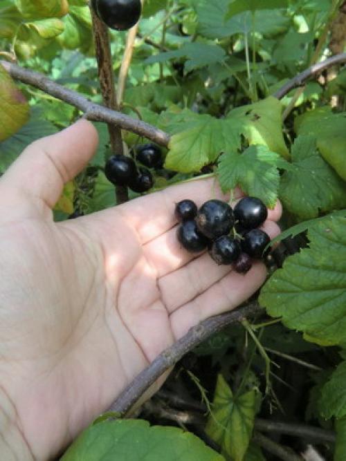 Работы в саду в августе. Август – месяц урожая: собираем плоды в саду