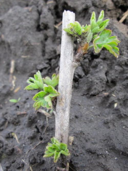 Работы в саду в августе. Август – месяц урожая: собираем плоды в саду