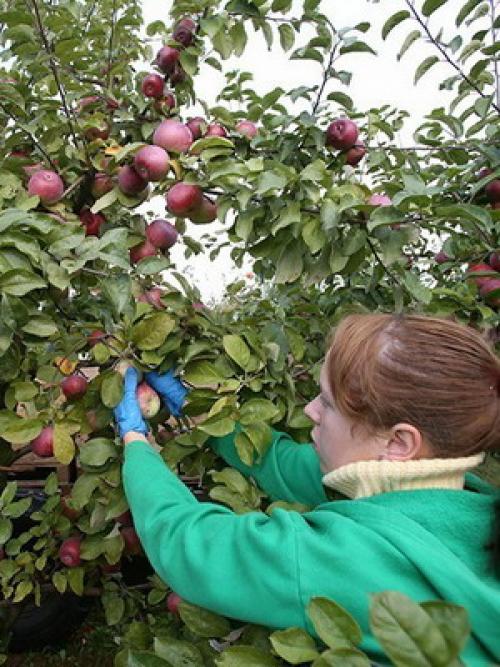 Работы в саду в августе. Август – месяц урожая: собираем плоды в саду