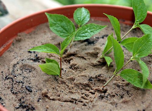 Чубушник размножение черенками. Технология черенкования и укоренения черенков чубушника 10
