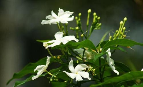 Чубушник размножение черенками. Технология черенкования и укоренения черенков чубушника 14
