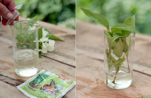 Чубушник размножение черенками. Технология черенкования и укоренения черенков чубушника 08