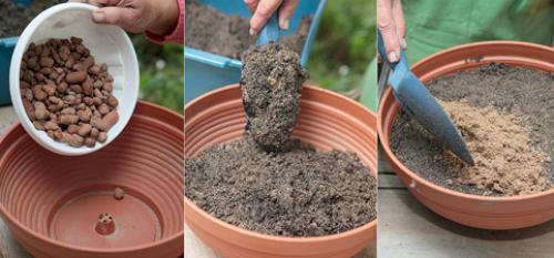 Чубушник размножение черенками. Технология черенкования и укоренения черенков чубушника 05