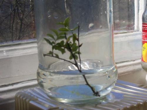 Размножение комнатного жасмина черенками. Как размножить жасмин черенками