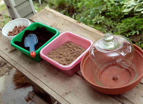 Чубушник размножение черенками. Технология черенкования и укоренения черенков чубушника 04