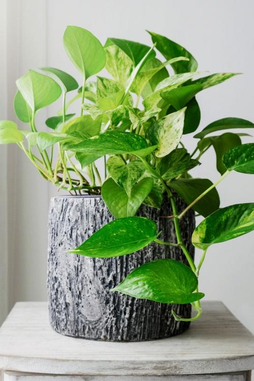 Растения в интерьере 2021. 10 самых модных растений 2021 года