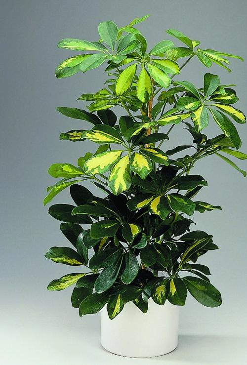 Растения в интерьере 2021. 10 самых модных растений 2021 года