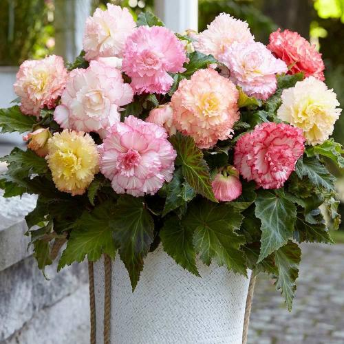 Растения в интерьере 2021. 10 самых модных растений 2021 года