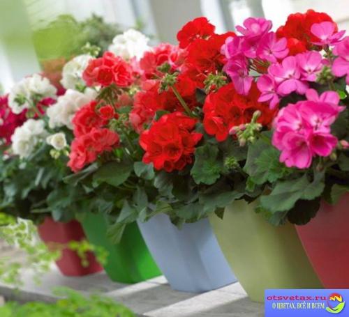 Подкормка комнатных цветов осенью. КОМНАТНЫЕ РАСТЕНИЯ ОСЕНЬЮ