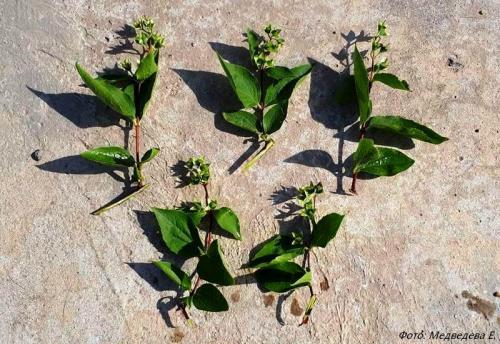 Размножение жасмина черенками осенью. Черенки с пяткой или без