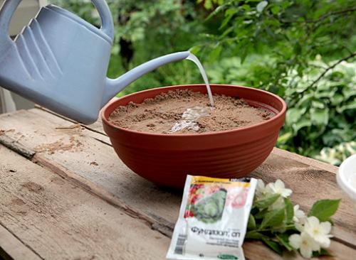 Чубушник размножение черенками. Технология черенкования и укоренения черенков чубушника 06