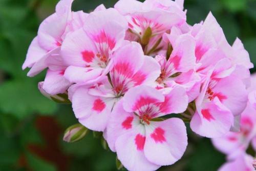 Самые комнатные растения. Комнатные растения: фото и названия (каталог)