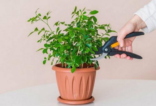 Уход за комнатными растениями зимой. Секреты зимнего ухода за комнатными растениями: подкормка, полив, освещение, температура