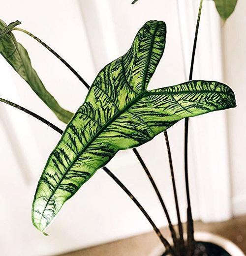 Растения в интерьере 2021. 10 самых модных растений 2021 года