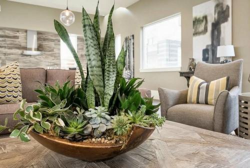 Уход за комнатными растениями зимой. Секреты зимнего ухода за комнатными растениями: подкормка, полив, освещение, температура