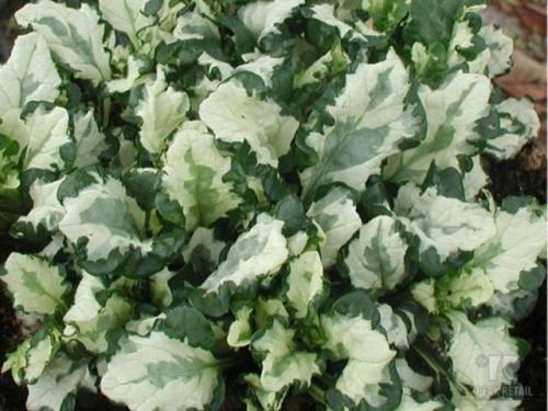 Живучка ползучая сорта. Популярные сорта живучки ползучей