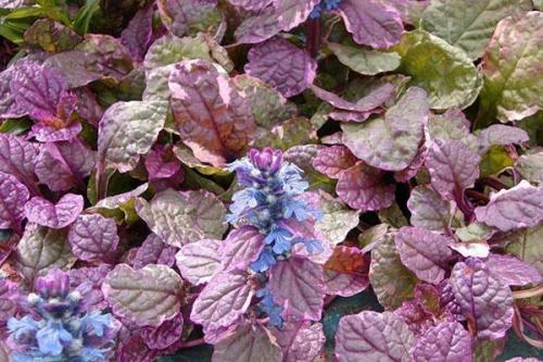 Живучка ползучая описание. Краткое описание и распространённые виды