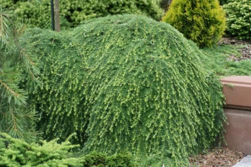 Растения с красивыми листьями для сада. Декоративные растения — лучшие и самые популярные растения для сада (115 фото)