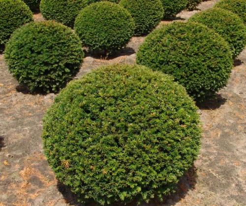 Растения с красивыми листьями для сада. Декоративные растения — лучшие и самые популярные растения для сада (115 фото)