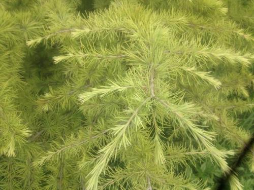 Как реанимировать кедр. Как помочь белеющему кедру?