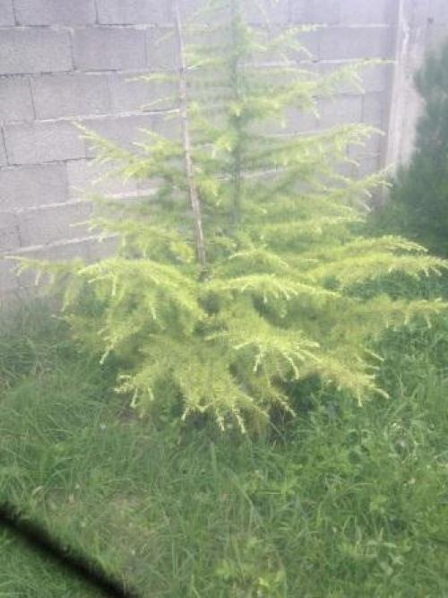 Как реанимировать кедр. Как помочь белеющему кедру?