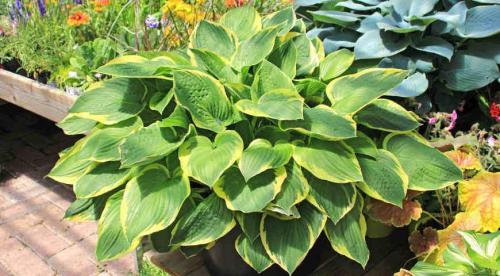 Крупнолистовые растения для сада. Добавление статьи в новую подборку 02
