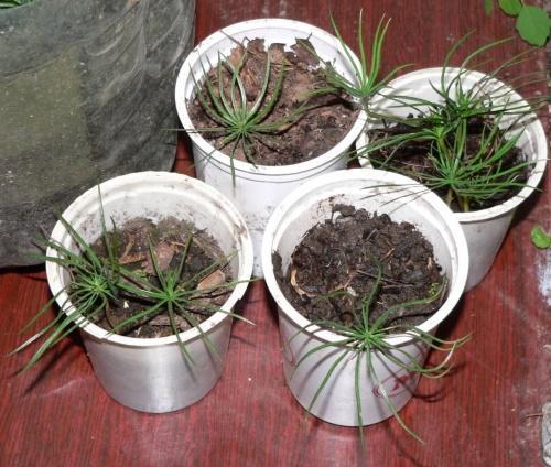 Как вырастить кедр в квартире. Кедр из орешка в домашних условиях —, как вырастить лес из шишки